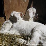 I kinda miss these little guys.