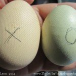 Mark your fertile eggs with an x on one side and an o on the other side. This helps keep track of turning.