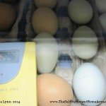 Eggs in the incubator