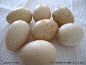 A nice little clutch of turkey eggs!