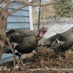 My surviving turkey pair.