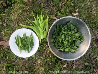 Foraging for greens and horseradish leaves for salads.