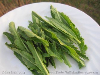 Young horseradish leaves.