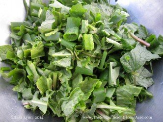 Mixture of wild and garden greens for our dinner salad.