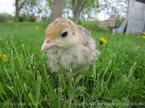 What is this 'grass' of which you speak?