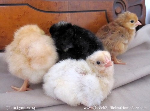 Happy Mother's Day from the gang!