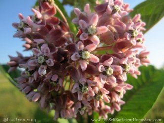 Common Milkweed flower.