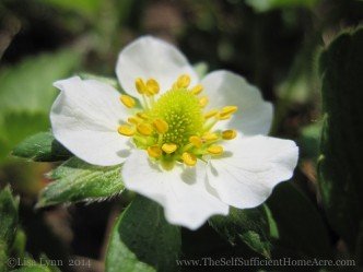 The strawberry patch is in full flower!