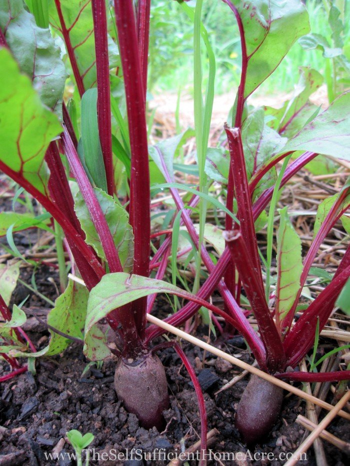 Baby beets in the garden.