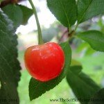 The cherries are starting to ripen...and the birds are really happy.