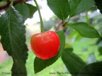 The cherries are starting to ripen...and the birds are really happy.