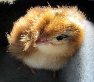 new chick on the block