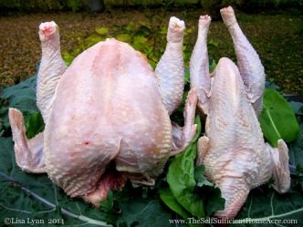 Comparison of a Cornish Rock hen to a Production Red hen.