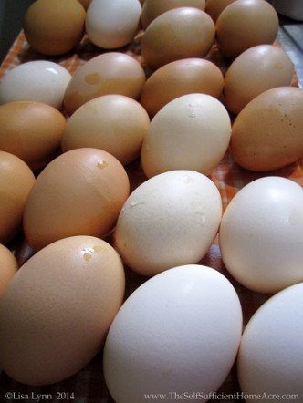 The hens are slowing down, even with a light in the coop.