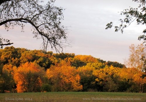 The oak woods behind our neighbor's field.