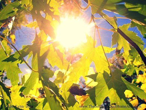 Afternoon sun on a fall day :)