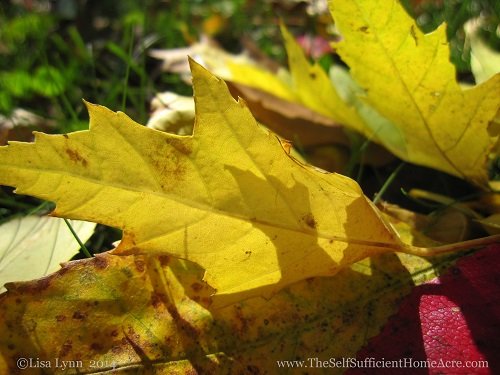 The colorful leaves of Autumn are here!