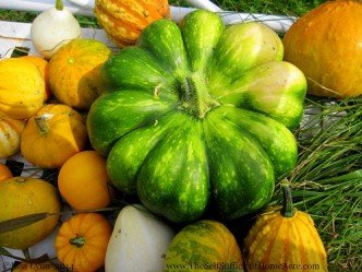 Gourds from the garden.