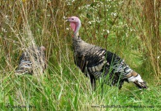 This turkey hen is one of the lucky ones. She'll stick around to raise our turkey for next Thanksgiving.
