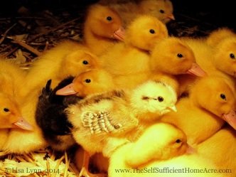 Some of the new additions are enjoying their heat lamp!