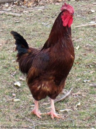 This guy just made it into a stew pot this week.