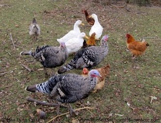 Can You Keep Turkeys and Chickens Together?