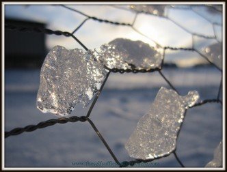 ice on fence