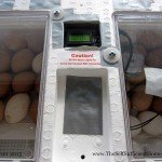 I upgraded my old incubator with an Incukit Proportional Thermostat!