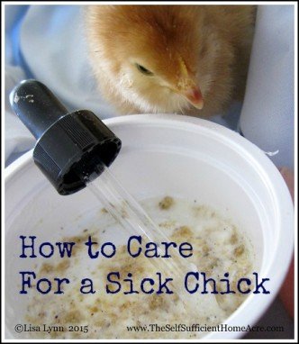 How to Care for a Sick Chick