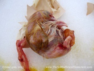 This chick died about 4 days before the expected hatch date.