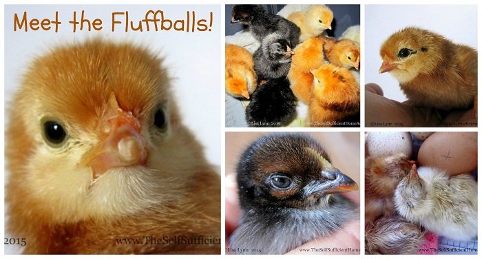 fluffball collage 1s