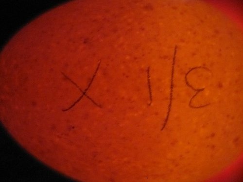 This is one of the eggs that appears infertile.