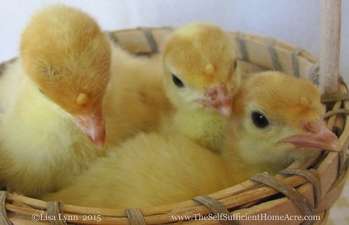 Broad Breasted White Turkey Poults