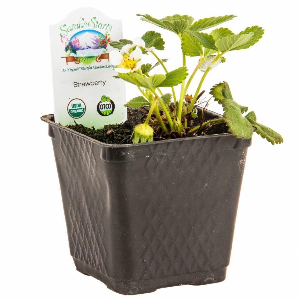 Strawberry Seedlings for Sale